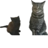 meow 25