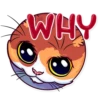 Meme Cats 24