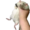 Мышь🐭 - 5