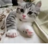 Kittens 14