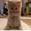 🌸 CUTE CAT 🌸 16