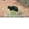memy pró kotov (po rzhatí) 26