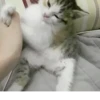 Kittens 15