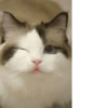 🌸 CUTE CAT 🌸 17