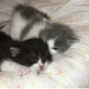 meow 27