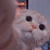 🌸 CUTE CAT 🌸 18