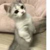 Kittens 16