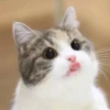 Meow by 22