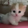 meow 28