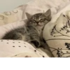 meow 29