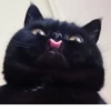 Meow by 24