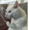 Kittens 17