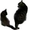 meow 26