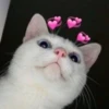 Meow by 26