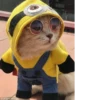 🌸 CUTE CAT 🌸 19