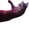 meow 28
