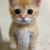 Kucing 29