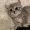 meow 30