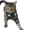 meow 30