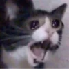 Kittens 18