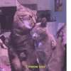 MEOW MEOW | 5