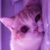 MEOW MEOW | 6