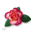 Moorche_Flowers_Win2Farsi.com 5