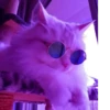 MEOW MEOW | 9