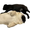 Мопсики 9