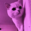 MEOW MEOW | 11