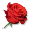Moorche_Flowers_Win2Farsi.com 12