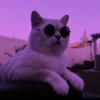 MEOW MEOW | 15