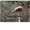 Memes semeM 1 by 13