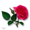 Moorche_Flowers_Win2Farsi.com 16
