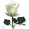 Moorche_Flowers_Win2Farsi.com 18