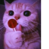 MEOW MEOW | 18