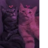 MEOW MEOW | 21