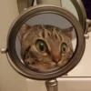 Memes by 19