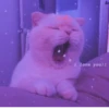 MEOW MEOW | 22