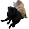 Мопсики 24