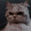 MEOW MEOW | 24