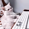 тут написано чт Ты дурак Num 7 5
