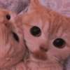 MEOW MEOW | 28