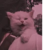 MEOW MEOW | 29
