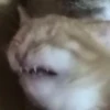 Memes by 29