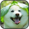 DogS 5