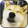 DogS 6