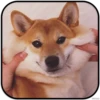 DogS 7
