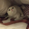 meowmeow*~* 5