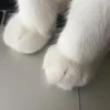 meowmeow*~* 6
